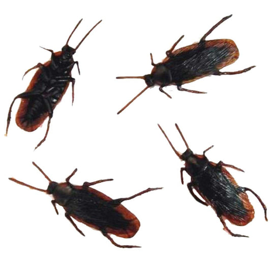 Bulk Fake Cockroaches - Wholesale Prank Toys